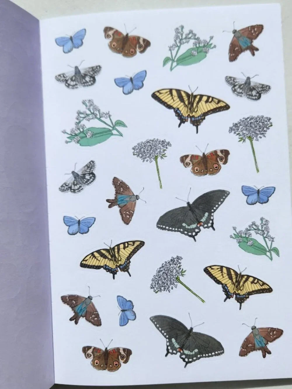Nature Anatomy Sticker Book Julia Rothman 750 Stickers birds, feathers, wildflow